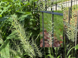 Elymus hystrix (Bottlebrush Grass) inflorescenses at the Glencarlyn Library Community Garden in June.