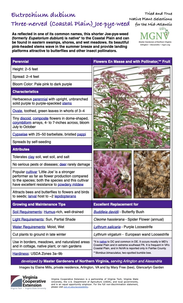 Eutrochium dubium Three-nerved (Coastal Plain) Joe-pye-weed As reflected in one of its common names, this shorter Joe-pye-weed (formerly Eupatorium dubium) is native* to the Coastal Plain and can be found in eastern swamps, shores, and wet meadows. Its beautiful pink-headed stems wave in the summer breeze and provide landing platforms attractive to butterflies and other insect pollinators. Tried and True Native Plant Selections for the Mid-Atlantic Perennial Flowers En Masse and with Pollinator,** Fruit Height: 2–5 feet Spread: 2–4 feet Bloom Color: Pale pink to dark purple Characteristics Herbaceous perennial with upright, unbranched solid purple to purple-speckled stems Ovate, toothed, green leaves in whorls of 3–4 Tiny discoid, composite flowers in dome-shaped, corymbiform arrays, 4- to 7-inches across, bloom July to October Cypselae with 25–50 barbellate, bristled pappi Spreads by self-seeding Attributes Tolerates clay soil, wet soil, and salt No serious pests or diseases; deer rarely damage Popular cultivar ‘Little Joe’ is a stronger performer as far as flower production compared to the species; both the species and this cultivar have excellent resistance to powdery mildew Attracts bees and butterflies to flowers and birds to seeds; larval host to ~2 lepidopterans Growing and Maintenance Tips Excellent Replacement for Soil Requirements: Humus-rich, well-drained Buddleia davidii - Butterfly Bush Light Requirements: Sun, Partial Shade Cleome hasslerana - Spider Flower (annual) Water Requirements: Moist, Wet Lythrum salicaria - Purple Loosestrife Cut plants to ground in late winter Lythrum virgatum - European wand Loosestrife Use in borders, meadows, and naturalized areas and in cottage, native plant, or rain gardens *It is native to DC and common in DE. It occurs mostly in MD’s Coastal Plain and in extreme southeast PA. It is frequent in VA’s Coastal Plain, and in NoVA is reported only in Fairfax County. **Bombus bimaculatus, two-spotted bumble bee. Hardiness: USDA Zones 3a–9b developed by Master Gardeners of Northern Virginia, serving Arlington and Alexandria Images by Elaine Mills, private residence, Arlington, VA and by Mary Free (bee), Glencarlyn Garden