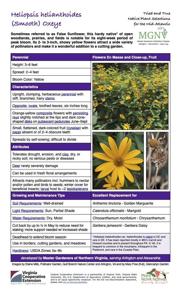 Heliopsis helianthoides Tried and True Native Plant Selections (Smooth) Oxeye for the Mid-Atlantic Sometimes referred to as False Sunflower, this hardy native* of open woodlands, prairies, and fields is notable for its eight-week period of peak bloom. Its 2- to 3-inch, showy yellow flowers attract a wide variety of pollinators and make it a wonderful addition to a cutting garden. Perennial Flowers En Masse and Close-up, Fruit Height: 3–6 feet Spread: 2–4 feet Bloom Color: Yellow Characteristics Upright, clumping, herbaceous perennial with stiff, branched, hairy stems Opposite, ovate, toothed leaves, six inches long Orange-yellow composite flowers with persisting rays slightly notched at the tips and dark cone- shaped disks on pubescent peduncles June–Sept Small, flattened, dark-colored fruit (cyselae) with pappi absent or of 2–4 obscure teeth Spreads by self-sowing; difficult to divide Attributes Tolerates drought, erosion, and clay, dry, or rocky soil; no serious pests or diseases Deer rarely severely damage Can be used in fresh floral arrangements Attracts many pollinators incl. hummers to nectar and/or pollen and birds to seeds; winter cover for beneficial insects; larval host to ~2 lepidopterans Growing and Maintenance Tips Soil Requirements: Well-drained Light Requirements: Sun, Partial Shade Excellent Replacement for Anthemis tinctoria - Golden Marguerite Calendula officinalis - Marigold Water Requirements: Dry, Moist Cut back by up to 1⁄2 in May to reduce need for staking; more support needed w/ increased shade Deadhead to extend bloom season Chrysanthemum morifolium - Chrysanthemum Gerbera jamesonii - Gerbera Daisy *Heliopsis helianthoides var. helianthoides is native to DC and rare in DE. It has been reported mostly in MD’s Carroll and Howard counties and is present throughout PA. In VA, it is frequent to common in the mountains, infrequent in the Piedmont, and rare in the Coastal Plain. Use in borders, cutting gardens, and meadows Hardiness: USDA Zones 3a–9b developed by Master Gardeners of Northern Virginia, serving Arlington and Alexandria Images by Elaine Mills, Pollinator Garden, Gulf Branch Nature Center and Arlington, VA and by Mary Free (fruit), Glencarlyn Garden