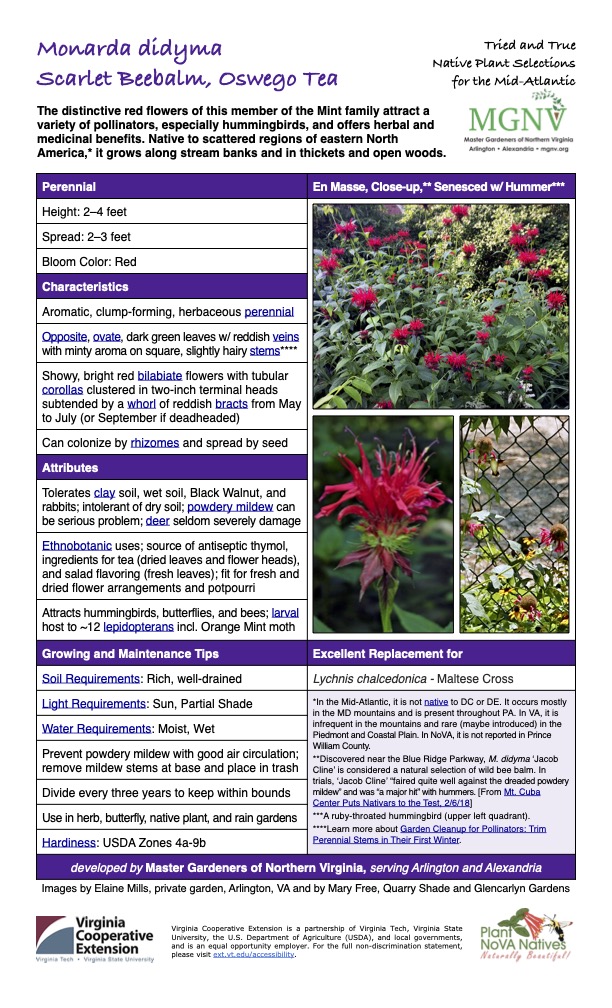 Monarda didyma Tried and True Native Plant Selections Scarlet Beebalm, Oswego Tea for the Mid-Atlantic The distinctive red flowers of this member of the Mint family attract a variety of pollinators, especially hummingbirds, and offers herbal and medicinal benefits. Native to scattered regions of eastern North America,* it grows along stream banks and in thickets and open woods. Perennial En Masse, Close-up,** Senesced w/ Hummer*** Height: 2–4 feet Spread: 2–3 feet Bloom Color: Red Characteristics Aromatic, clump-forming, herbaceous perennial Opposite, ovate, dark green leaves w/ reddish veins with minty aroma on square, slightly hairy stems**** Showy, bright red bilabiate flowers with tubular corollas clustered in two-inch terminal heads subtended by a whorl of reddish bracts from May to July (or September if deadheaded) Can colonize by rhizomes and spread by seed Attributes Tolerates clay soil, wet soil, Black Walnut, and rabbits; intolerant of dry soil; powdery mildew can be serious problem; deer seldom severely damage Ethnobotanic uses; source of antiseptic thymol, ingredients for tea (dried leaves and flower heads), and salad flavoring (fresh leaves); fit for fresh and dried flower arrangements and potpourri Attracts hummingbirds, butterflies, and bees; larval host to ~12 lepidopterans incl. Orange Mint moth Growing and Maintenance Tips Excellent Replacement for Soil Requirements: Rich, well-drained Lychnis chalcedonica - Maltese Cross Light Requirements: Sun, Partial Shade *In the Mid-Atlantic, it is not native to DC or DE. It occurs mostly in the MD mountains and is present throughout PA. In VA, it is infrequent in the mountains and rare (maybe introduced) in the Piedmont and Coastal Plain. In NoVA, it is not reported in Prince William County. **Discovered near the Blue Ridge Parkway, M. didyma ‘Jacob Cline’ is considered a natural selection of wild bee balm. In trials, ‘Jacob Cline’ “faired quite well against the dreaded powdery mildew” and was “a major hit” with hummers. [From Mt. Cuba Center Puts Nativars to the Test, 2/6/18] ***A ruby-throated hummingbird (upper left quadrant). ****Learn more about Garden Cleanup for Pollinators: Trim Perennial Stems in Their First Winter. Water Requirements: Moist, Wet Prevent powdery mildew with good air circulation; remove mildew stems at base and place in trash Divide every three years to keep within bounds Use in herb, butterfly, native plant, and rain gardens Hardiness: USDA Zones 4a-9b developed by Master Gardeners of Northern Virginia, serving Arlington and Alexandria Images by Elaine Mills, private garden, Arlington, VA and by Mary Free, Quarry Shade and Glencarlyn Gardens