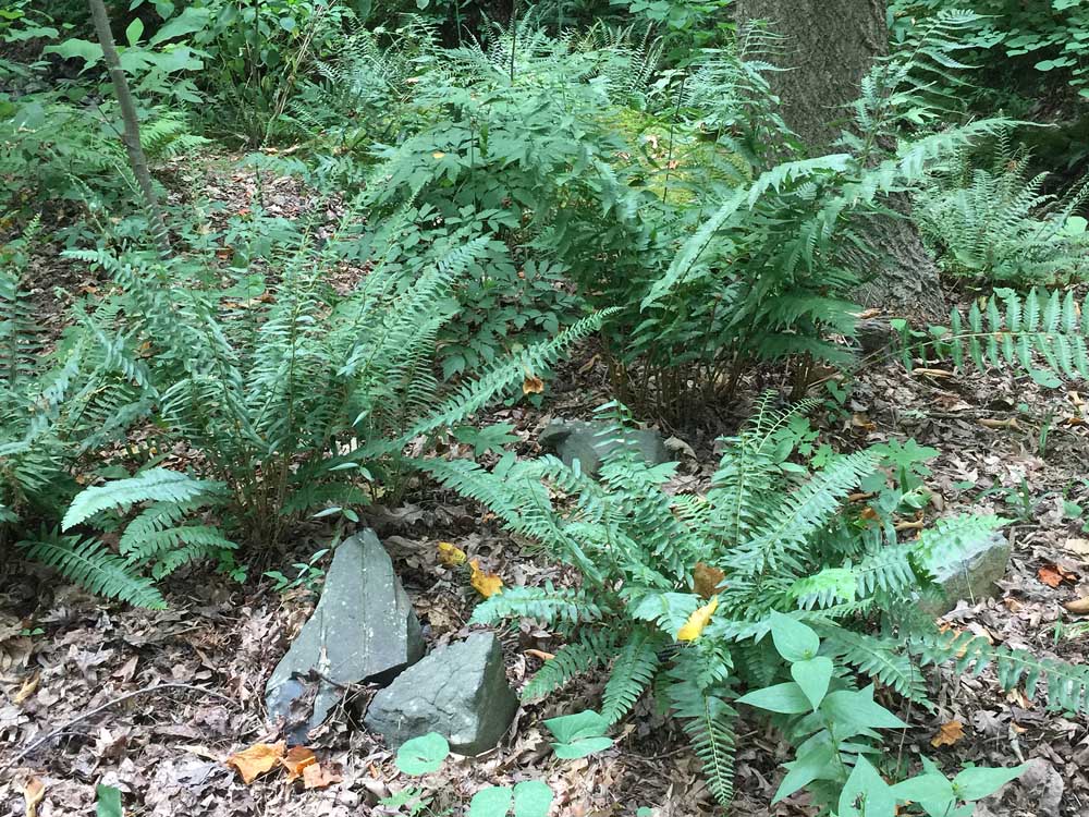 Polystichum acrostichoides (Christmas Fern) in June at Charlotte Botanical Gardens.