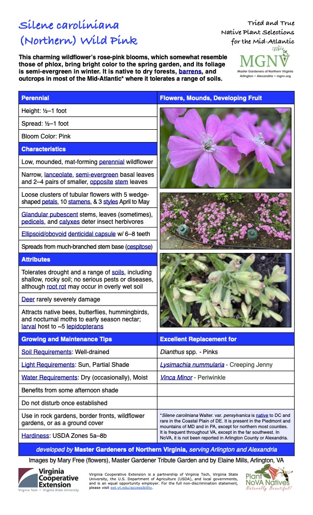 Silene caroliniana Tried and True Native Plant Selections (Northern) Wild Pink for the Mid-Atlantic This charming wildflower’s rose-pink blooms, which somewhat resemble those of phlox, bring bright color to the spring garden, and its foliage is semi-evergreen in winter. It is native to dry forests, barrens, and outcrops in most of the Mid-Atlantic* where it tolerates a range of soils. Perennial Flowers, Mounds, Developing Fruit Height: 1⁄2–1 foot Spread: 1⁄2–1 foot Bloom Color: Pink Characteristics Low, mounded, mat-forming perennial wildflower Narrow, lanceolate, semi-evergreen basal leaves and 2–4 pairs of smaller, opposite stem leaves Loose clusters of tubular flowers with 5 wedge- shaped petals, 10 stamens, & 3 styles April to May Glandular pubescent stems, leaves (sometimes), pedicels, and calyxes deter insect herbivores Ellipsoid/obovoid denticidal capsule w/ 6–8 teeth Spreads from much-branched stem base (cespitose) Attributes Tolerates drought and a range of soils, including shallow, rocky soil; no serious pests or diseases, although root rot may occur in overly wet soil Deer rarely severely damage Attracts native bees, butterflies, hummingbirds, and nocturnal moths to early season nectar; larval host to ~5 lepidopterans Growing and Maintenance Tips Soil Requirements: Well-drained Excellent Replacement for Dianthus spp. - Pinks Light Requirements: Sun, Partial Shade Water Requirements: Dry (occasionally), Moist Lysimachia nummularia - Creeping Jenny Vinca Minor - Periwinkle Benefits from some afternoon shade Do not disturb once established Use in rock gardens, border fronts, wildflower gardens, or as a ground cover Hardiness: USDA Zones 5a–8b *Silene caroliniana Walter. var. pensylvanica is native to DC and rare in the Coastal Plain of DE. It is present in the Piedmont and mountains of MD and in PA, except for northern most counties. It is frequent throughout VA, except in the far southwest. In NoVA, it is not been reported in Arlington County or Alexandria. developed by Master Gardeners of Northern Virginia, serving Arlington and Alexandria Images by Mary Free (flowers), Master Gardener Tribute Garden and by Elaine Mills, Arlington, VA