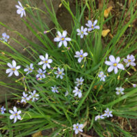 Sisyrinchium_angustifolium blue-eyed grass