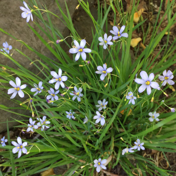 Sisyrinchium_angustifolium blue-eyed grass