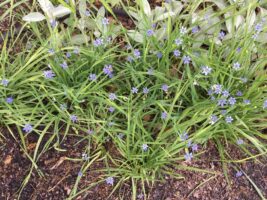 Flowering tufts of Sisyrinchium angustifolium (blue-eyed grass) at the Glencarlyn Library Community Garden in May.