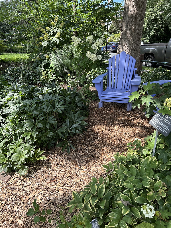 A blue Adirondack chair surrounded by lush greenery and flowering plants, with a wood chip ground cover.