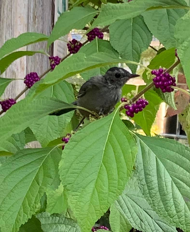 A small dark bird perched among vibrant green leaves and clusters of purple berries.