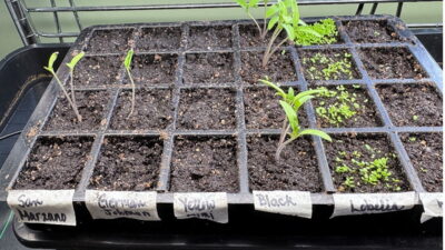 Seedling tray with various plants labeled 'San Marzano', 'Cherokee Purple', 'Yellow', 'Black', and 'Lobelia', showing young sprouts in soil.