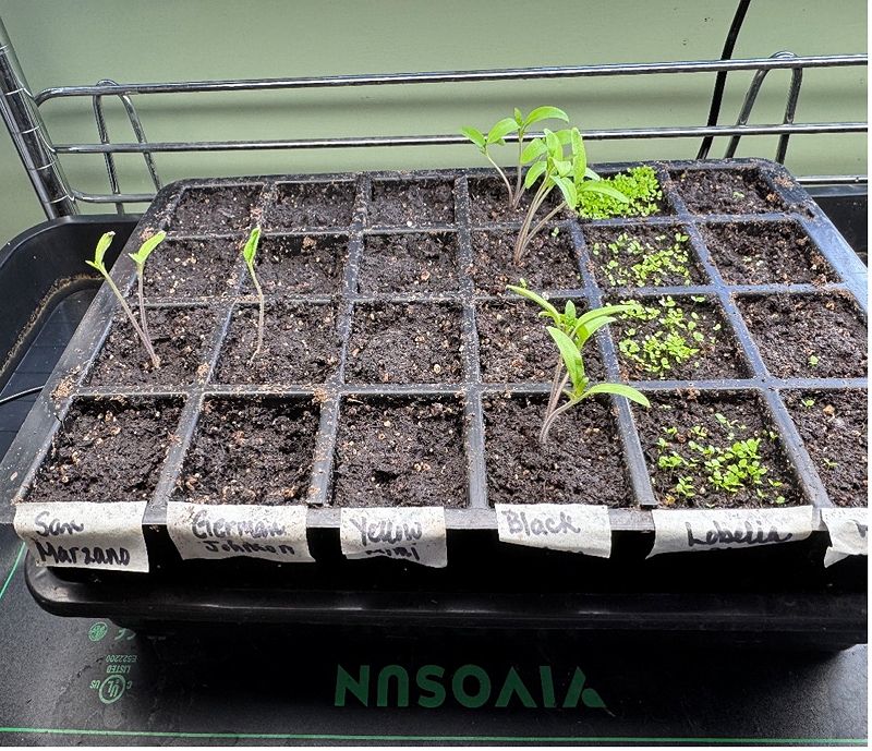Seedling tray with various plants labeled 'San Marzano', 'Cherokee Purple', 'Yellow', 'Black', and 'Lobelia', showing young sprouts in soil.