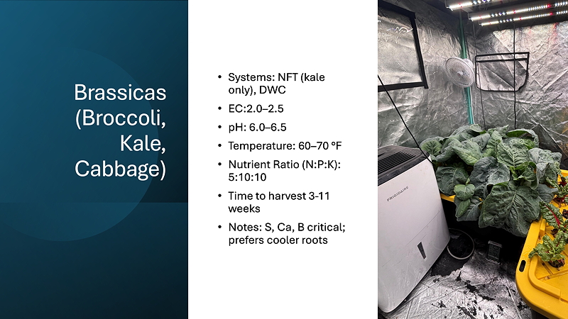 An informational graphic about growing Brassicas, including broccoli, kale, and cabbage, featuring details on growing systems, nutrient requirements, and environmental conditions.
