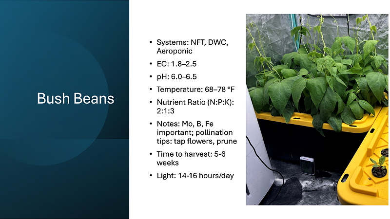Infographic on bush beans cultivation, detailing systems, environmental conditions, and care instructions alongside an image of bush bean plants in a hydroponic setup.