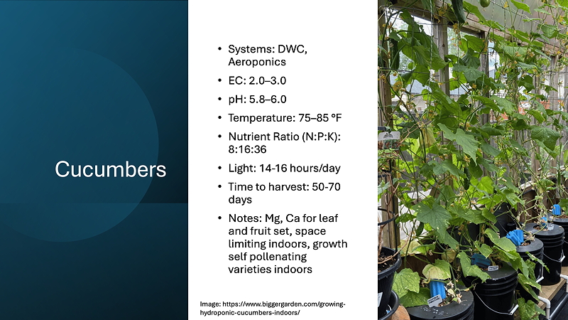 Infographic on bush beans cultivation, detailing systems, environmental conditions, and care instructions alongside an image of bush bean plants in a hydroponic setup.