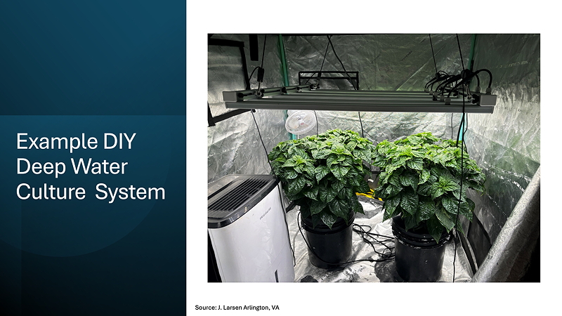 An example of a DIY deep water culture system featuring two healthy green plants in black buckets, illuminated by a grow light, with equipment and a fan visible in a reflective grow tent.