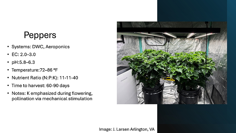 Indoor pepper plants growing under LED lights in a hydroponic setup, with care instructions and nutrient ratios displayed.