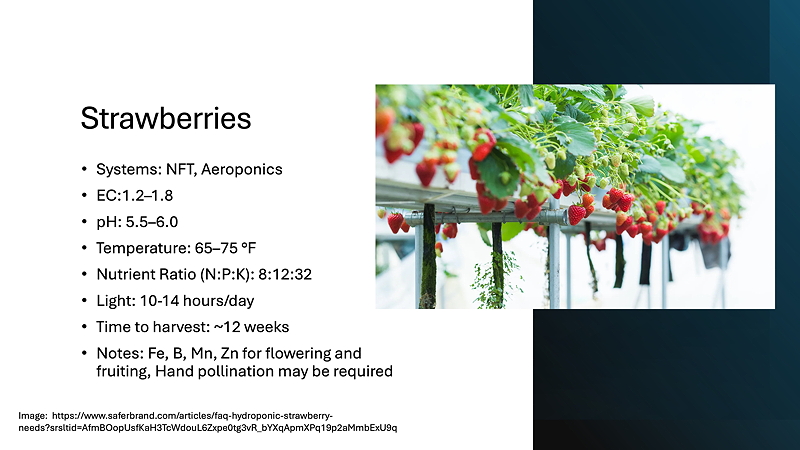 A presentation slide about strawberries featuring data on hydroponic systems, optimal conditions, nutrient ratios, light requirements, and harvesting time, alongside an image of strawberry plants growing indoors.
