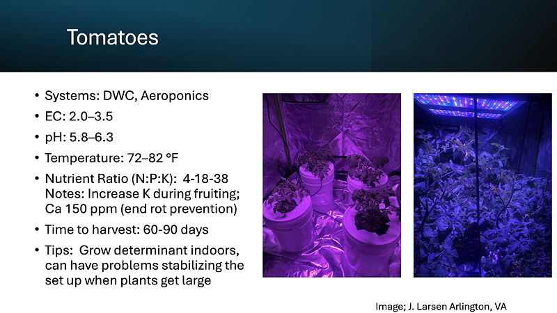 Slide discussing tomato cultivation, featuring tips on systems like DWC and Aeroponics, nutrient ratios, and ideal growing conditions, along with a photo of tomato plants under grow lights.