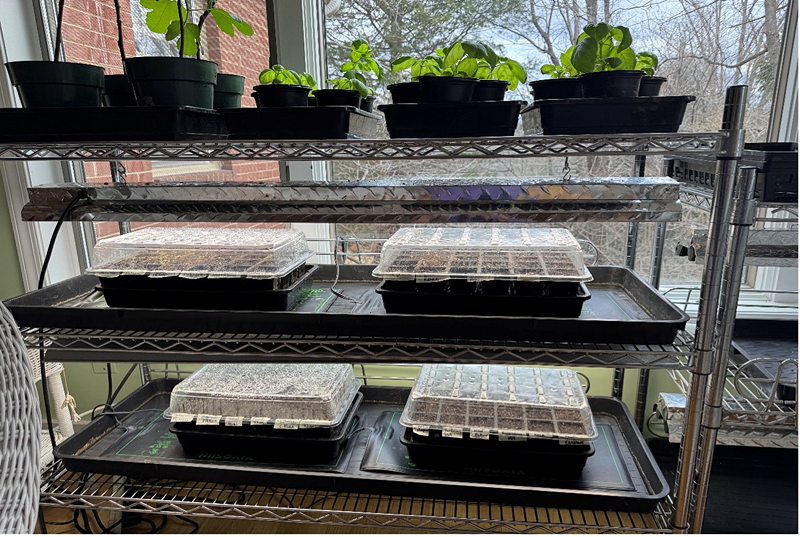 A metal shelving unit with several pots of seedlings on the top shelf and seedling trays covered with plastic domes on the lower shelves, positioned by a window with natural light.