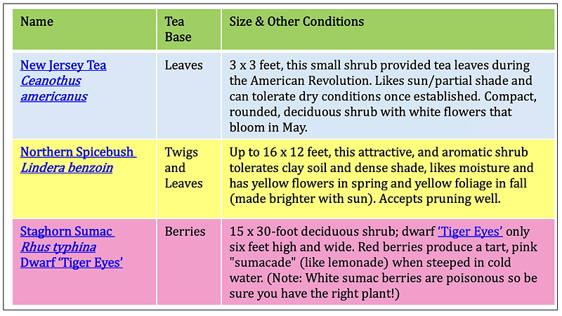 Table listing different tea plants: New Jersey Tea, Northern Spicebush, and Staghorn Sumac, including their characteristics, size, and growth conditions.