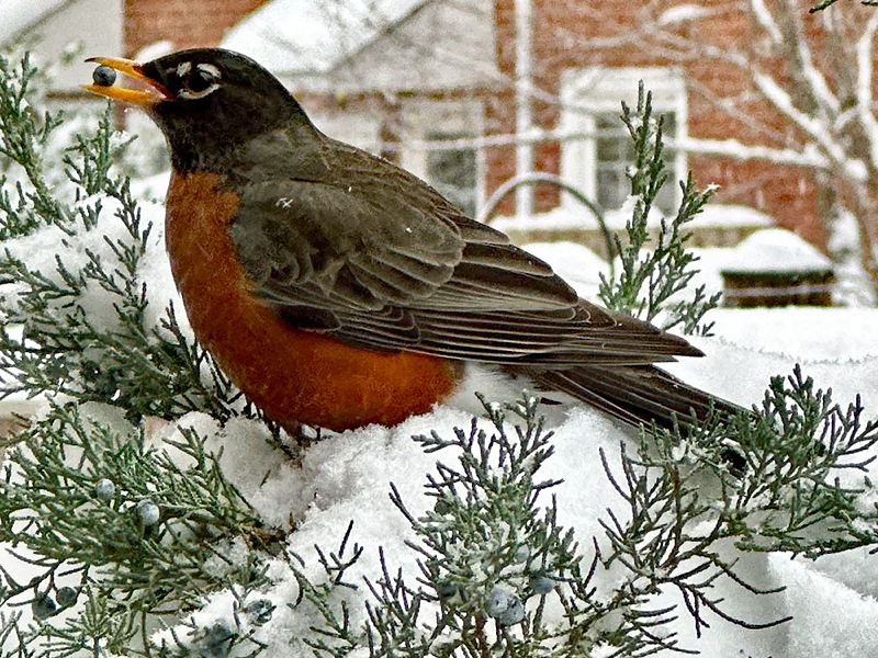 A robin perched on a snowy branch, with a berry in its beak, surrounded by snow-covered greenery.