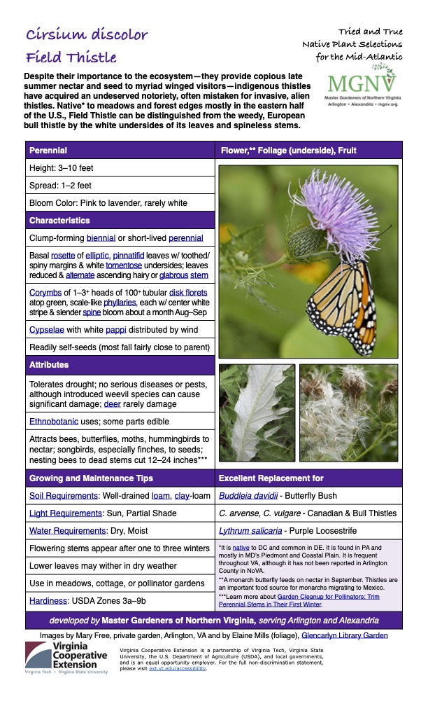 Cirsium discolor Field Thistle Tried and True Native Plant Selections for the Mid-Atlantic Despite their importance to the ecosystem—they provide copious late summer nectar and seed to myriad winged visitors—indigenous thistles have acquired an undeserved notoriety, often mistaken for invasive, alien thistles. Native* to meadows and forest edges mostly in the eastern half of the U.S., Field Thistle can be distinguished from the weedy, European bull thistle by the white undersides of its leaves and spineless stems. Perennial Flower,** Foliage (underside), Fruit Height: 3–10 feet Spread: 1–2 feet Bloom Color: Pink to lavender, rarely white Characteristics Clump-forming biennial or short-lived perennial Basal rosette of elliptic, pinnatifid leaves w/ toothed/ spiny margins & white tomentose undersides; leaves reduced & alternate ascending hairy or glabrous stem Corymbs of 1–3+ heads of 100+ tubular disk florets atop green, scale-like phyllaries, each w/ center white stripe & slender spine bloom about a month Aug–Sep Cypselae with white pappi distributed by wind Readily self-seeds (most fall fairly close to parent) Attributes Tolerates drought; no serious diseases or pests, although introduced weevil species can cause significant damage; deer rarely damage Ethnobotanic uses; some parts edible Attracts bees, butterflies, moths, hummingbirds to nectar; songbirds, especially finches, to seeds; nesting bees to dead stems cut 12–24 inches*** Growing and Maintenance Tips Soil Requirements: Well-drained loam, clay-loam Excellent Replacement for Buddleia davidii - Butterfly Bush Light Requirements: Sun, Partial Shade C. arvense, C. vulgare - Canadian & Bull Thistles Water Requirements: Dry, Moist Flowering stems appear after one to three winters Lythrum salicaria - Purple Loosestrife *It is native to DC and common in DE. It is found in PA and mostly in MD’s Piedmont and Coastal Plain. It is frequent throughout VA, although it has not been reported in Arlington County in NoVA. **A monarch butterfly feeds on nectar in September. Thistles are an important food source for monarchs migrating to Mexico. ***Learn more about Garden Cleanup for Pollinators: Trim Perennial Stems in Their First Winter. Lower leaves may wither in dry weather Use in meadows, cottage, or pollinator gardens Hardiness: USDA Zones 3a–9b developed by Master Gardeners of Northern Virginia, serving Arlington and Alexandria Images by Mary Free, private garden, Arlington, VA and by Elaine Mills (foliage), Glencarlyn Library Garden