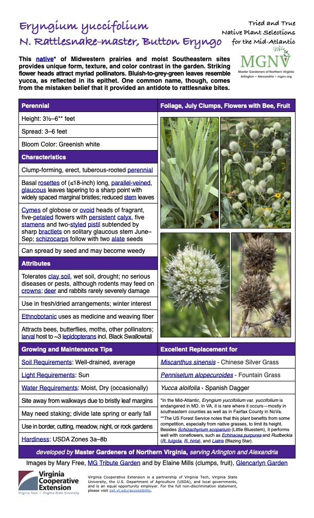 Eryngium yuccifolium N. Rattlesnake-master, Button EryngoNative Plant Selections This native* of Midwestern prairies and moist Southeastern sites provides unique form, texture, and color contrast in the garden. Striking flower heads attract myriad pollinators. Bluish-to-grey-green leaves resemble yucca, as reflected in its epithet. One common name, though, comes from the mistaken belief that it provided an antidote to rattlesnake bites. Tried and True for the Mid-Atlantic Perennial Foliage, July Clumps, Flowers with Bee, Fruit Height: 31⁄2–6** feet Spread: 3–6 feet Bloom Color: Greenish white Characteristics Clump-forming, erect, tuberous-rooted perennial Basal rosettes of (≤18-inch) long, parallel-veined, glaucous leaves tapering to a sharp point with widely spaced marginal bristles; reduced stem leaves Cymes of globose or ovoid heads of fragrant, five-petaled flowers with persistent calyx, five stamens and two-styled pistil subtended by sharp bractlets on solitary glaucous stem June– Sep; schizocarps follow with two alate seeds Can spread by seed and may become weedy Attributes Tolerates clay soil, wet soil, drought; no serious diseases or pests, although rodents may feed on crowns; deer and rabbits rarely severely damage Use in fresh/dried arrangements; winter interest Ethnobotanic uses as medicine and weaving fiber Attracts bees, butterflies, moths, other pollinators; larval host to ~3 lepidopterans incl. Black Swallowtail Growing and Maintenance Tips Excellent Replacement for Soil Requirements: Well-drained, average Miscanthus sinensis - Chinese Silver Grass Light Requirements: Sun Pennisetum alopecuroides - Fountain Grass Water Requirements: Moist, Dry (occasionally) Yucca aloifolia - Spanish Dagger Site away from walkways due to bristly leaf margins *In the Mid-Atlantic, Eryngium yuccifolium var. yuccifolium is endangered in MD. In VA, it is rare where it occurs—mostly in southeastern counties as well as in Fairfax County in NoVa. **The US Forest Service notes that this plant benefits from some competition, especially from native grasses, to limit its height. Besides Schizachyrium scoparium (Little Bluestem), it performs well with coneflowers, such as Echinacea purpurea and Rudbeckia (R. fulgida, R. hirta), and Liatris (Blazing Star). May need staking; divide late spring or early fall Use in border, cutting, meadow, night, or rock gardens Hardiness: USDA Zones 3a–8b developed by Master Gardeners of Northern Virginia, serving Arlington and Alexandria Images by Mary Free, MG Tribute Garden and by Elaine Mills (clumps, fruit), Glencarlyn Garden