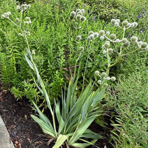 Four clumps of Eryngium yuccifolium (northern rattlesnake-master, button eryngo) at the Master Gardener Tribute Garden in August.