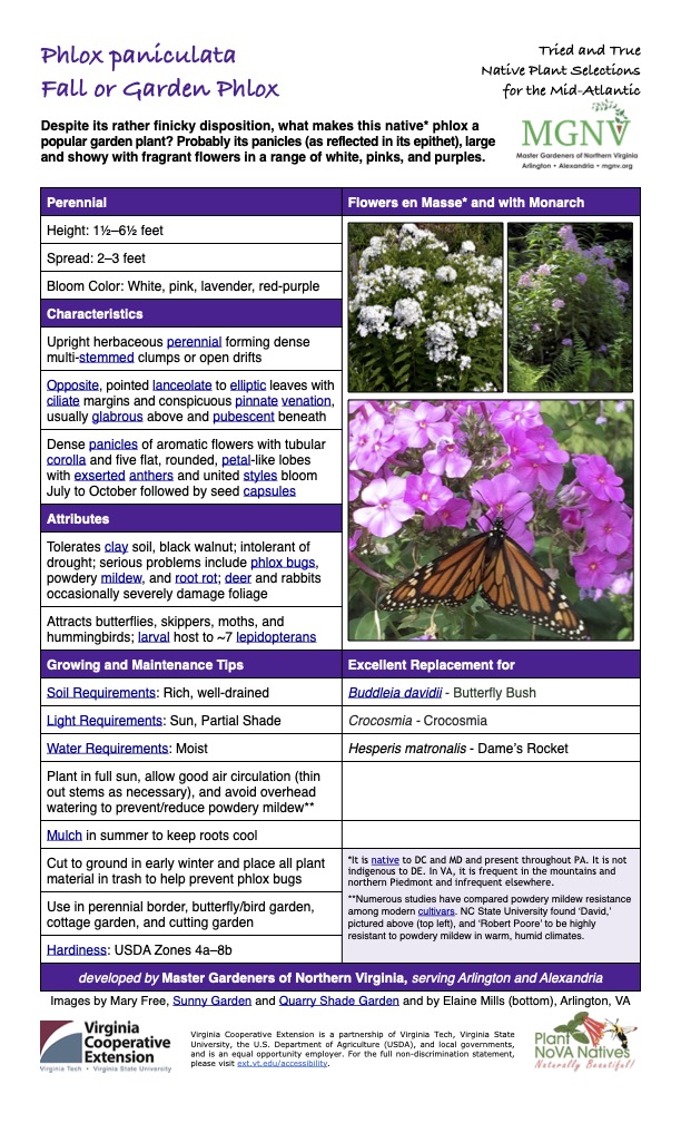 Tried and True Native Plant Selections Fall or Garden Phlox for the Mid-Atlantic Despite its rather finicky disposition, what makes this native* phlox a popular garden plant? Probably its panicles (as reflected in its epithet), large and showy with fragrant flowers in a range of white, pinks, and purples. Perennial Flowers en Masse* and with Monarch Height: 11⁄2–61⁄2 feet Spread: 2–3 feet Bloom Color: White, pink, lavender, red-purple Characteristics Upright herbaceous perennial forming dense multi-stemmed clumps or open drifts Opposite, pointed lanceolate to elliptic leaves with ciliate margins and conspicuous pinnate venation, usually glabrous above and pubescent beneath Dense panicles of aromatic flowers with tubular corolla and five flat, rounded, petal-like lobes with exserted anthers and united styles bloom July to October followed by seed capsules Attributes Tolerates clay soil, black walnut; intolerant of drought; serious problems include phlox bugs, powdery mildew, and root rot; deer and rabbits occasionally severely damage foliage Attracts butterflies, skippers, moths, and hummingbirds; larval host to ~7 lepidopterans Growing and Maintenance Tips Excellent Replacement for Soil Requirements: Rich, well-drained Buddleia davidii - Butterfly Bush Light Requirements: Sun, Partial Shade Crocosmia - Crocosmia Water Requirements: Moist Hesperis matronalis - Dame’s Rocket Plant in full sun, allow good air circulation (thin out stems as necessary), and avoid overhead watering to prevent/reduce powdery mildew** Mulch in summer to keep roots cool Cut to ground in early winter and place all plant material in trash to help prevent phlox bugs *It is native to DC and MD and present throughout PA. It is not indigenous to DE. In VA, it is frequent in the mountains and northern Piedmont and infrequent elsewhere. **Numerous studies have compared powdery mildew resistance among modern cultivars. NC State University found ‘David,’ pictured above (top left), and ‘Robert Poore’ to be highly resistant to powdery mildew in warm, humid climates. Use in perennial border, butterfly/bird garden, cottage garden, and cutting garden Hardiness: USDA Zones 4a–8b developed by Master Gardeners of Northern Virginia, serving Arlington and Alexandria Images by Mary Free, Sunny Garden and Quarry Shade Garden and by Elaine Mills (bottom), Arlington, VA