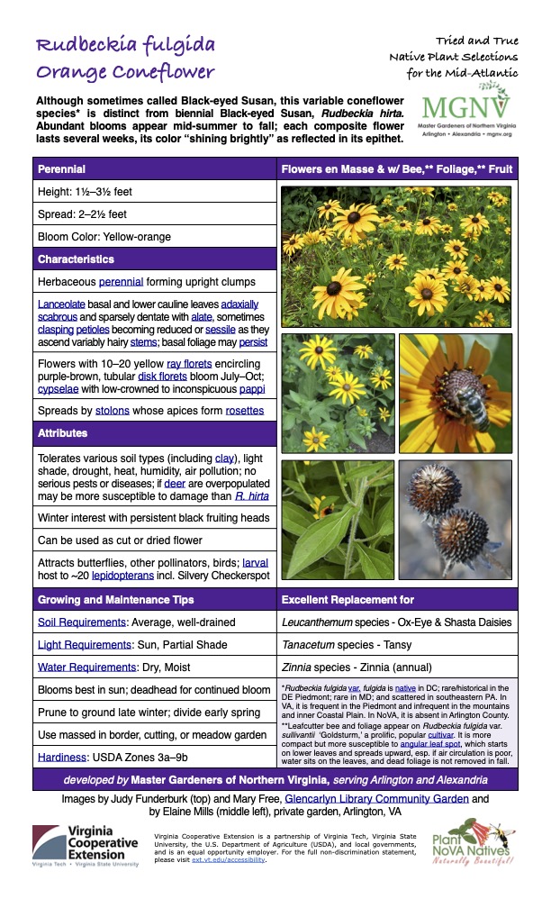 Rudbeckia fulgida Orange Coneflower Tried and True Native Plant Selections for the Mid-Atlantic Although sometimes called Black-eyed Susan, this variable coneflower species* is distinct from biennial Black-eyed Susan, Rudbeckia hirta. Abundant blooms appear mid-summer to fall; each composite flower lasts several weeks, its color “shining brightly” as reflected in its epithet. Perennial Flowers en Masse & w/ Bee,** Foliage,** Fruit Height: 11⁄2–31⁄2 feet Spread: 2–21⁄2 feet Bloom Color: Yellow-orange Characteristics Herbaceous perennial forming upright clumps Lanceolate basal and lower cauline leaves adaxially scabrous and sparsely dentate with alate, sometimes clasping petioles becoming reduced or sessile as they ascend variably hairy stems; basal foliage may persist Flowers with 10–20 yellow ray florets encircling purple-brown, tubular disk florets bloom July–Oct; cypselae with low-crowned to inconspicuous pappi Spreads by stolons whose apices form rosettes Attributes Tolerates various soil types (including clay), light shade, drought, heat, humidity, air pollution; no serious pests or diseases; if deer are overpopulated may be more susceptible to damage than R. hirta Winter interest with persistent black fruiting heads Can be used as cut or dried flower Attracts butterflies, other pollinators, birds; larval host to ~20 lepidopterans incl. Silvery Checkerspot Growing and Maintenance Tips Excellent Replacement for Soil Requirements: Average, well-drained Leucanthemum species - Ox-Eye & Shasta Daisies Light Requirements: Sun, Partial Shade Tanacetum species - Tansy Water Requirements: Dry, Moist Zinnia species - Zinnia (annual) Blooms best in sun; deadhead for continued bloom *Rudbeckia fulgida var. fulgida is native in DC; rare/historical in the DE Piedmont; rare in MD; and scattered in southeastern PA. In VA, it is frequent in the Piedmont and infrequent in the mountains and inner Coastal Plain. In NoVA, it is absent in Arlington County.
**Leafcutter bee and foliage appear on Rudbeckia fulgida var. sullivantii ‘Goldsturm,’ a prolific, popular cultivar. It is more compact but more susceptible to angular leaf spot, which starts on lower leaves and spreads upward, esp. if air circulation is poor, water sits on the leaves, and dead foliage is not removed in fall. Prune to ground late winter; divide early spring Use massed in border, cutting, or meadow garden Hardiness: USDA Zones 3a–9b developed by Master Gardeners of Northern Virginia, serving Arlington and Alexandria Images by Judy Funderburk (top) and Mary Free, Glencarlyn Library Community Garden and
by Elaine Mills (middle left), private garden, Arlington, VA