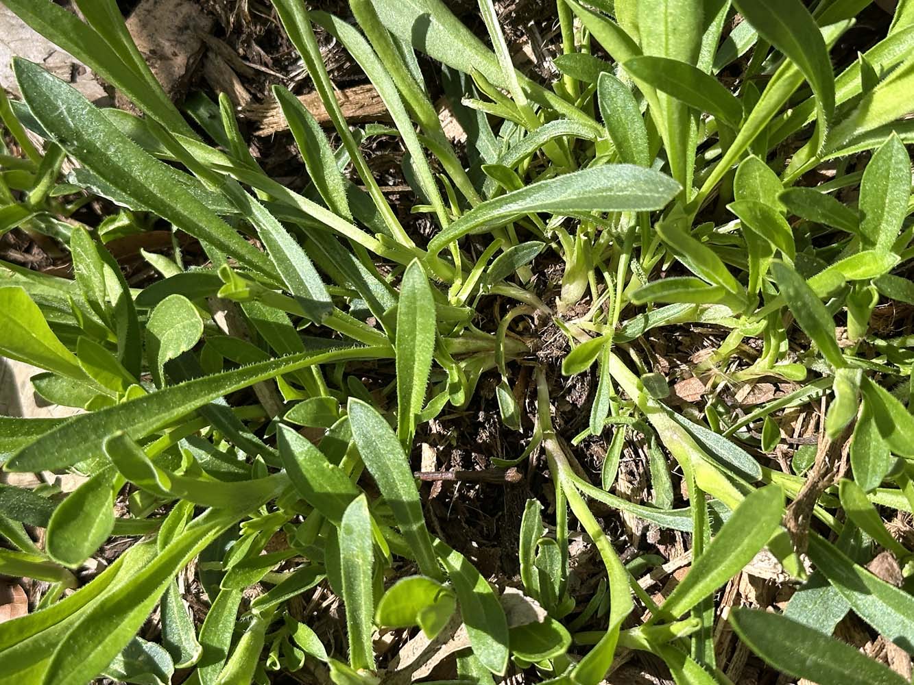 Silene caroliniana (wild pink), is cespitose with a much-branched stem base and a taproot.