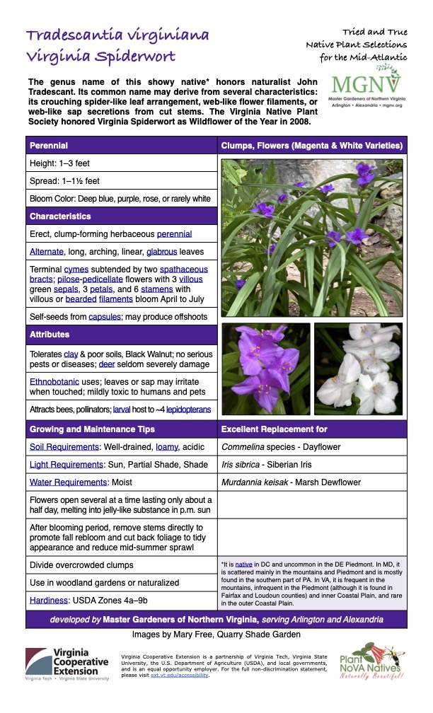 Tradescantia virginiana Virginia Spiderwort
Tried and True Native Plant Selections for the Mid-Atlantic
The genus name of this showy native* honors naturalist John Tradescant. Its common name may derive from several characteristics: its crouching spider-like leaf arrangement, web-like flower filaments, or web-like sap secretions from cut stems. The Virginia Native Plant Society honored Virginia Spiderwort as Wildflower of the Year in 2008.
Perennial Clumps, Flowers (Magenta & White Varieties)
Height: 1–3 feet
Spread: 1–11⁄2 feet
Bloom Color: Deep blue, purple, rose, or rarely white
Characteristics
Erect, clump-forming herbaceous perennial
Alternate, long, arching, linear, glabrous leaves
Terminal cymes subtended by two spathaceous bracts; pilose-pedicellate flowers with 3 villous green sepals, 3 petals, and 6 stamens with villous or bearded filaments bloom April to July
Self-seeds from capsules; may produce offshoots
Attributes
Tolerates clay & poor soils, Black Walnut; no serious pests or diseases; deer seldom severely damage
Ethnobotanic uses; leaves or sap may irritate when touched; mildly toxic to humans and pets
Attracts bees, pollinators; larval host to ~4 lepidopterans
Growing and Maintenance Tips
Excellent Replacement for
Soil Requirements: Well-drained, loamy, acidic
Commelina species - Dayflower
Light Requirements: Sun, Partial Shade, Shade
Iris sibrica - Siberian Iris
Water Requirements: Moist
Murdannia keisak - Marsh Dewflower
Flowers open several at a time lasting only about a half day, melting into jelly-like substance in p.m. sun
After blooming period, remove stems directly to promote fall rebloom and cut back foliage to tidy appearance and reduce mid-summer sprawl
Divide overcrowded clumps
*It is native in DC and uncommon in the DE Piedmont. In MD, it is scattered mainly in the mountains and Piedmont and is mostly found in the southern part of PA. In VA, it is frequent in the mountains, infrequent in the Piedmont (although it is found in Fairfax and Loudoun counties) and inner Coastal Plain, and rare in the outer Coastal Plain.
Use in woodland gardens or naturalized
Hardiness: USDA Zones 4a–9b
developed by Master Gardeners of Northern Virginia, serving Arlington and Alexandria
Images by Mary Free, Quarry Shade Garden