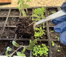 A close-up of a person's gloved hand using a tool to transplant seedlings from a seed tray filled with soil, featuring various small plants, including herbs and vegetables.