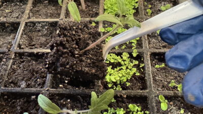 A close-up of a person's gloved hand using a tool to transplant seedlings from a seed tray filled with soil, featuring various small plants, including herbs and vegetables.