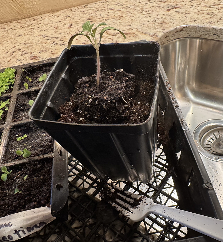 A small tomato plant in a black plastic pot sitting on a tray with soil, next to a white fork and a sink in the background.