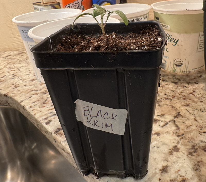 A small black plastic pot containing a young Black Krim tomato plant, sitting on a kitchen countertop with other empty containers in the background.
