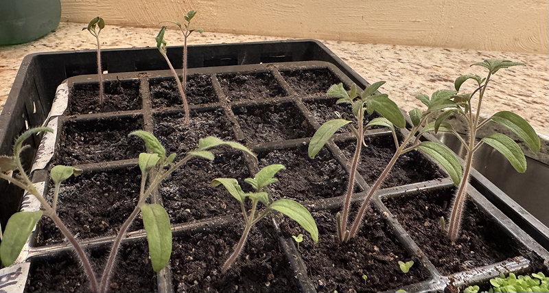 Seedlings of tomato plants growing in a black plastic seed tray filled with soil.