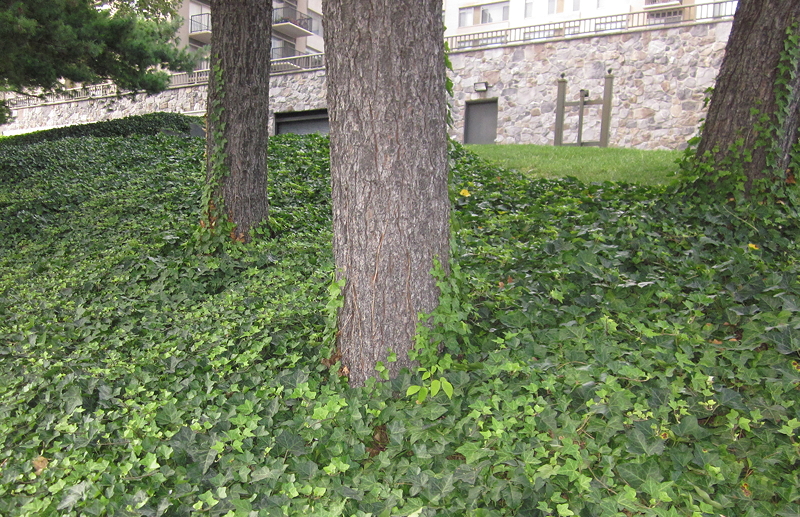 Two trees surrounded by lush green ivy on a grassy slope, with a stone wall and building in the background.
