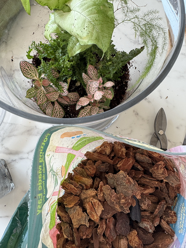 orchid bark container next to terrarium with plants in it.