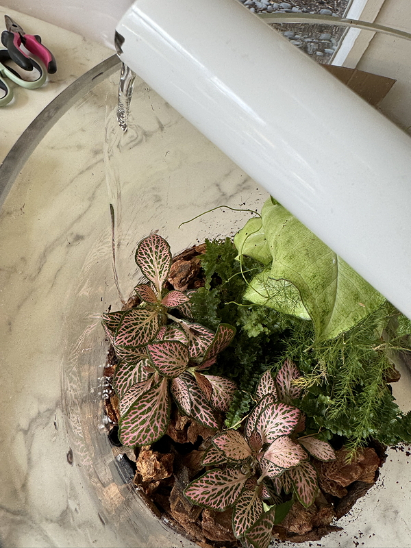 Close-up of a glass terrarium with various green plants, including Fittonia, surrounded by bark mulch, while water is being poured from a white spout above.