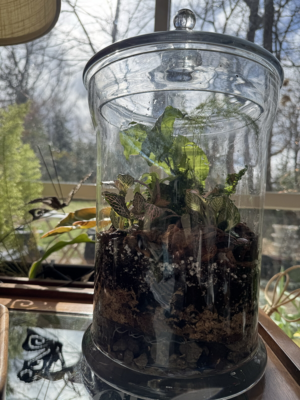 A glass terrarium containing various small plants and soil, showcasing a vibrant green foliage under natural light.