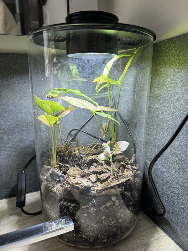 Cylindrical terrarium with light in lid