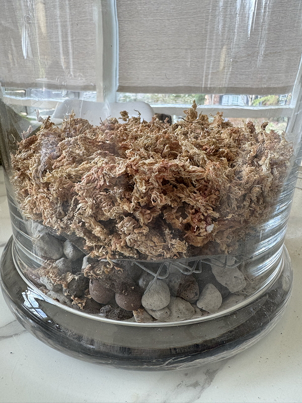 Glass container showing three layers - LECA, barrier and sphagnum moss