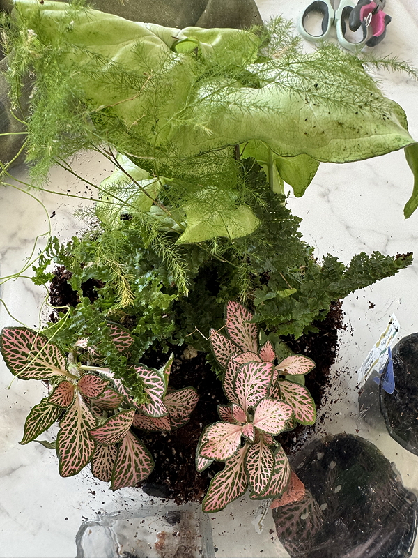 ferns, syngonium, and fittonias