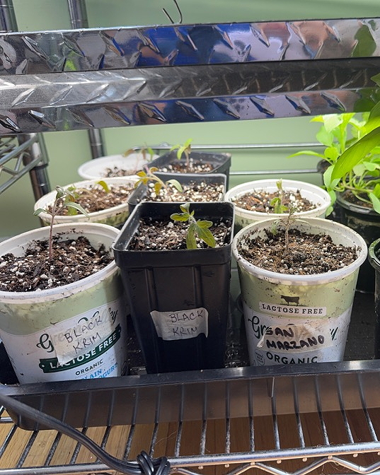 Potted seedlings labeled 'Black Krim' and 'Grysan Marzano' growing in a small indoor shelving unit.