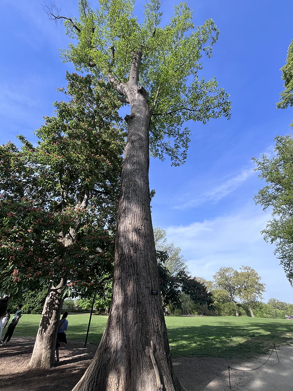 A tall tree with green leaves against a blue sky, surrounded by other trees and people in a park setting.