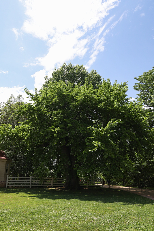 A large, leafy green tree stands in a grassy area beside a white fence, with a clear blue sky in the background.