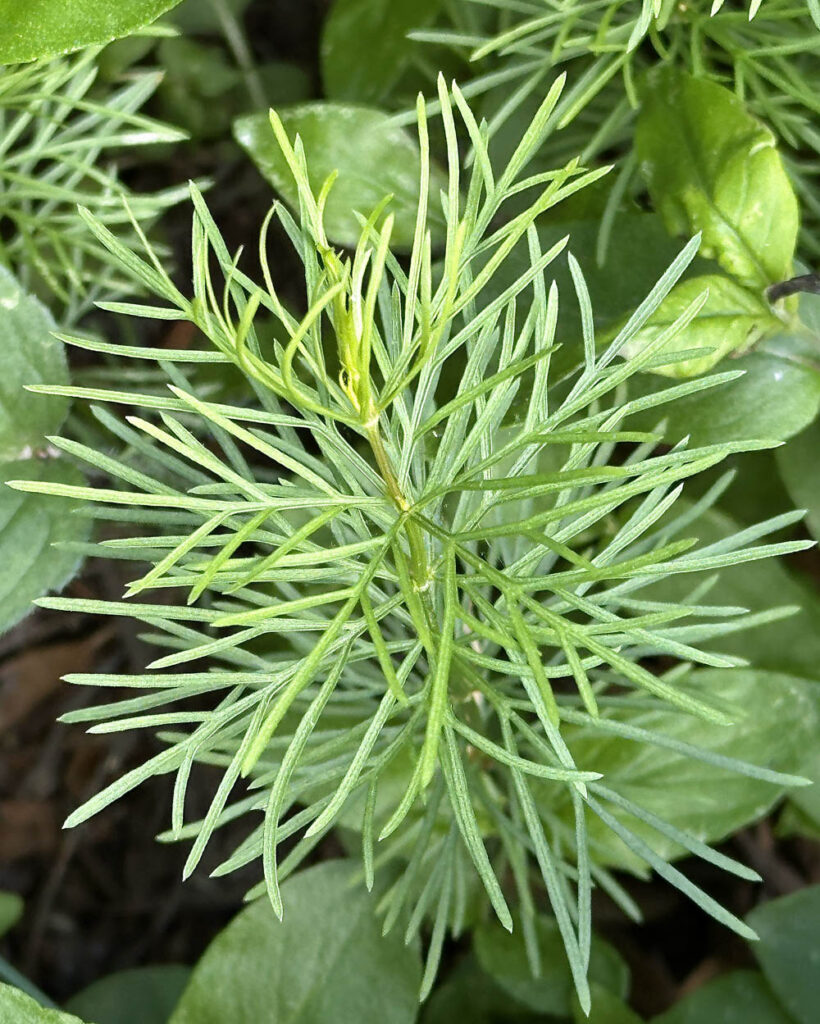 Coreopsis verticillata (thread-leaf coreopsis, whorled tickseed), leaves, which are three-parted to the base, may appear whorled.