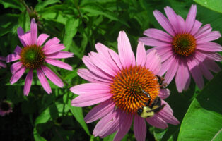 Close-up of a bumble bee visiting the flowers of Echinacea pupurea (purple coneflower) with their pink-purple rays and orange disks against a background of green leaves.