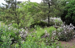 A lush garden scene at Simpson Park Demonstration Garden featuring tall pine trees and a variety of flowering plants, with a birdbath surrounded by drifts of white Penstemon flowers.