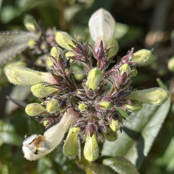 Close-up of Penstemon digitalis (foxglove beard-tongue) ‘Husker Red’ plant with glandular-pubescent yellowish-green buds and purplish calyxes in mid-May.