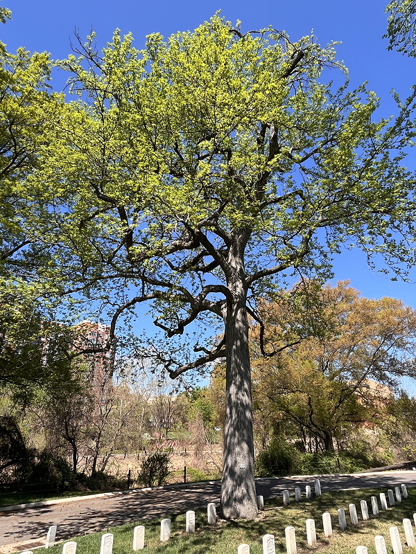 A tall tree with vibrant green leaves stands beside a path, with several white markers lined up on the ground nearby.